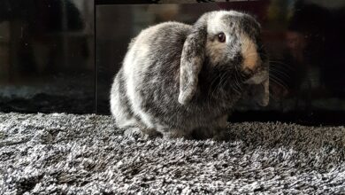 Photo of La Myiase ou Piqure de mouche : un réel danger pour les lapins