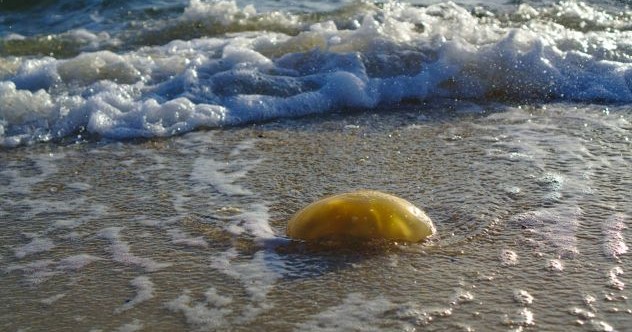 10 objets de plage mystérieux
