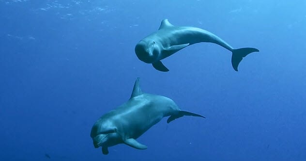 Dix fluides corporels d'animaux et leurs usages extraordinaires