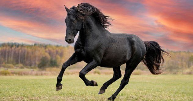 Les dix chevaux les plus héroïques de l'histoire