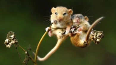 10 versions rares et intéressantes d'animaux communs