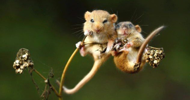 10 versions rares et intéressantes d'animaux communs