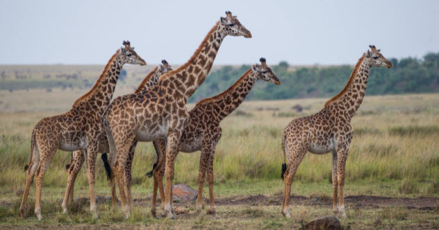 Dix animaux ayant une vie sexuelle plus intéressante que la vôtre