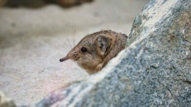 10 animaux étranges que vous ne croirez pas réellement existants.