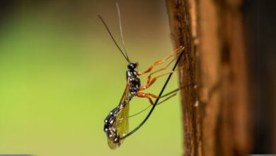 Dix insectes et insectes formidables que les scientifiques ont récemment découverts
