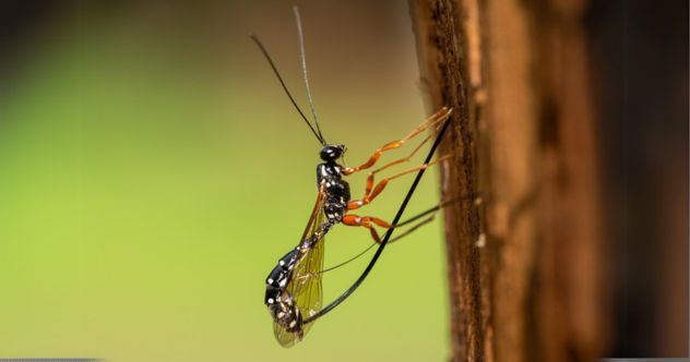 Dix insectes et insectes formidables que les scientifiques ont récemment découverts