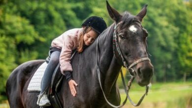 10 histoires inspirantes de chevaux devenant humains