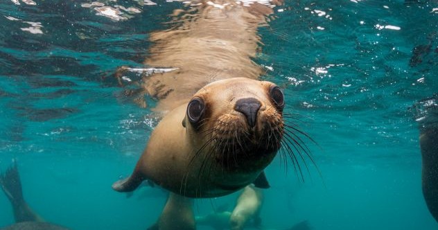 10 fois où des animaux désespérés ont demandé de l'aide aux gens… et ont été aidés