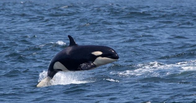 10 particularités des orques qui vous feront oublier les attaques de bateaux
