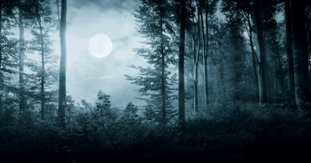 10 rencontres troublantes à considérer avant d'entrer dans les bois