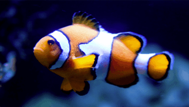 10 animaux incroyables capables de changer de sexe