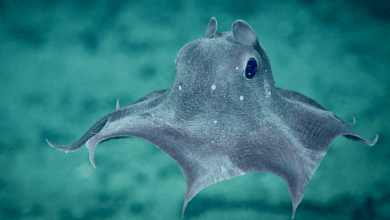 Les 10 pieuvres les plus étranges de l'océan