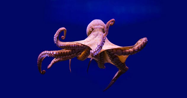 10 adaptations animales révolutionnant la technologie humaine