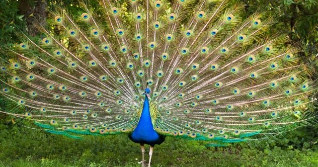 Dix découvertes fascinantes sur les oiseaux