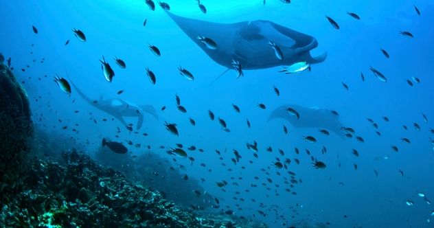 Dix créatures bizarres des profondeurs marines
