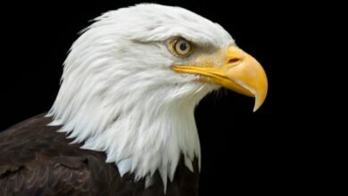 10 espèces qui ont refusé de s'éteindre