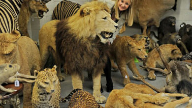10 faits surprenants sur la taxidermie que vous ne connaissiez probablement pas