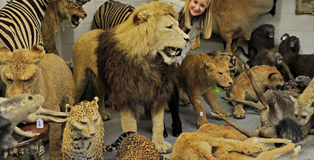 10 faits surprenants sur la taxidermie que vous ne connaissiez probablement pas