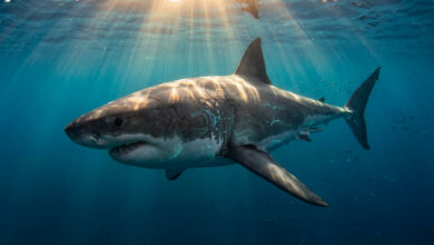 Grand requin blanc nageant dans un océan bleu profond. Des rayons de soleil traversent l'eau, éclairant des motifs bioluminescents sur son corps.