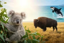 Un koala dans un eucalyptus, un bison dans une prairie et une orque sautant dans l'océan, réunis dans une image composite.